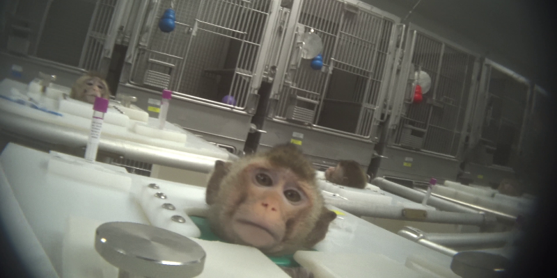 Several long-tailed macaques are held in restraint chairs inside a sterile laboratory setting. Only their heads are visible above the white plastic surfaces of the chairs, with blood collection vials and medical equipment positioned nearby. In the background, rows of stainless steel laboratory cages line the wall.