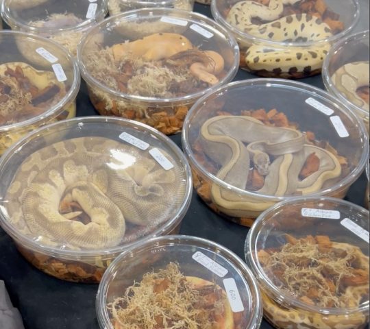 Several species of snakes coiled tightly inside small, clear plastic display containers on a table at an exhibition.