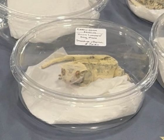 A light-coloured gecko sitting on white paper towel inside a small, clear plastic display cup.