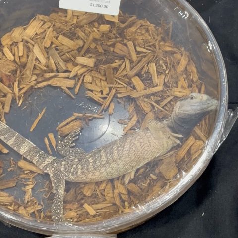 A small lizard lays on wood shaving substrate inside a small, round plastic enclosure, with a forefoot pressing on the lid.