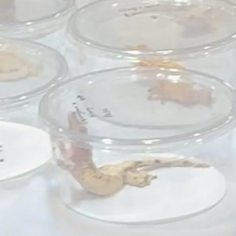 Multiple tiny, clear plastic display cups containing juvenile geckos arranged on a white tabletop.
