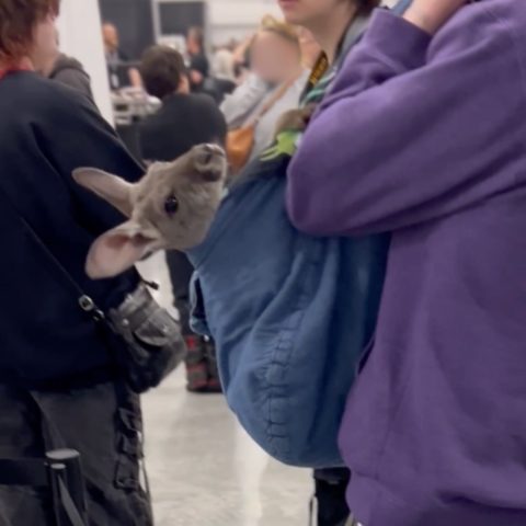 A young kangaroo pokes their head out of a blue fabric carrying pouch worn by a person in a crowd.