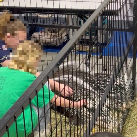 An adult and a child are inside an enclosure petting two porcupines.