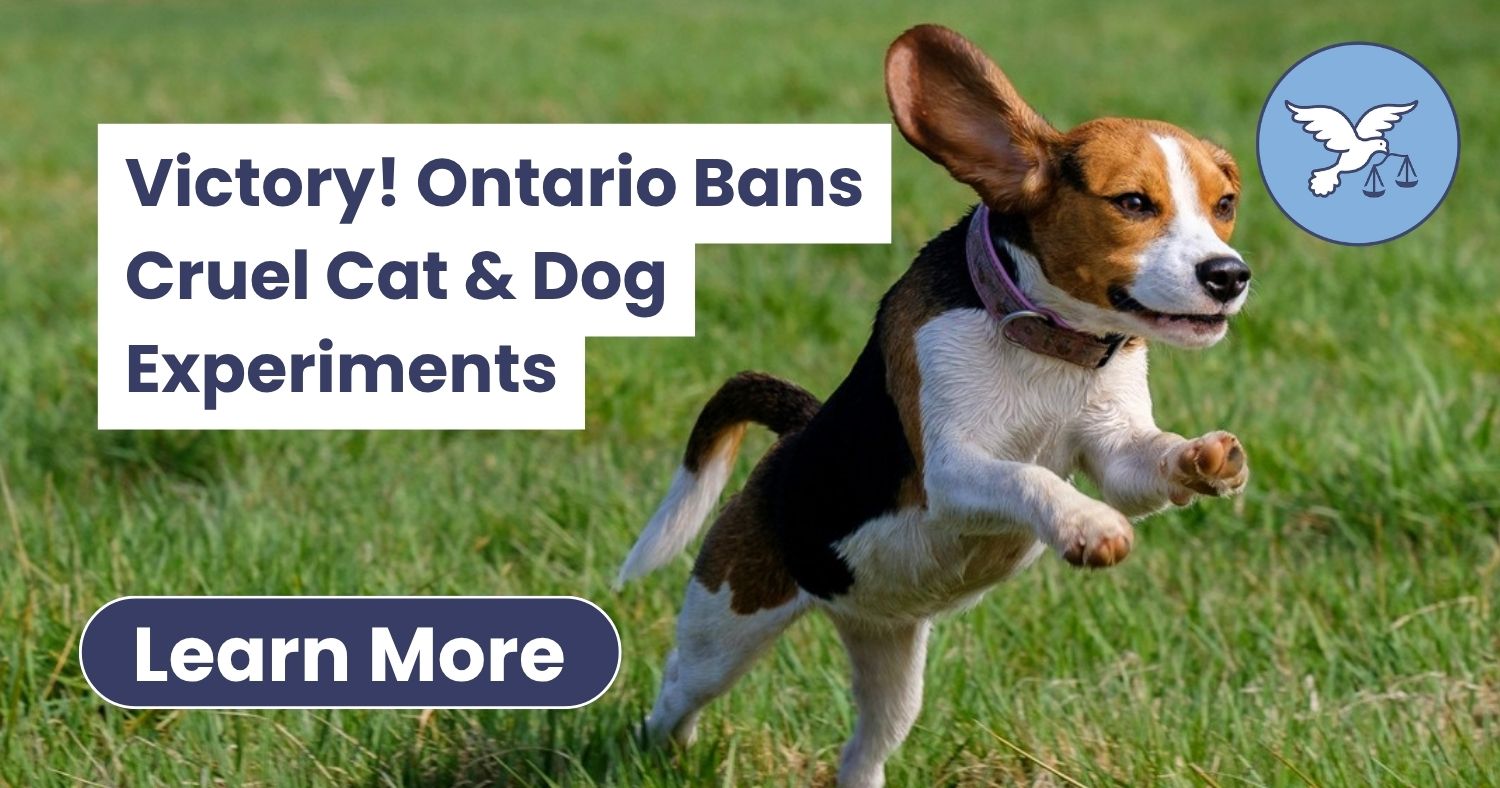 Ontario Bans Cruel Dog & Cat Experiments