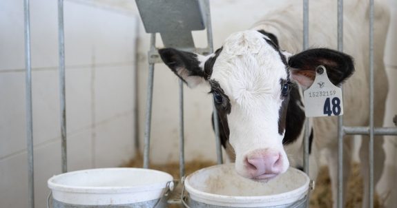 The Myth of Regulation: NFACTs Unmasks Canada’s Lack of Farm Oversight