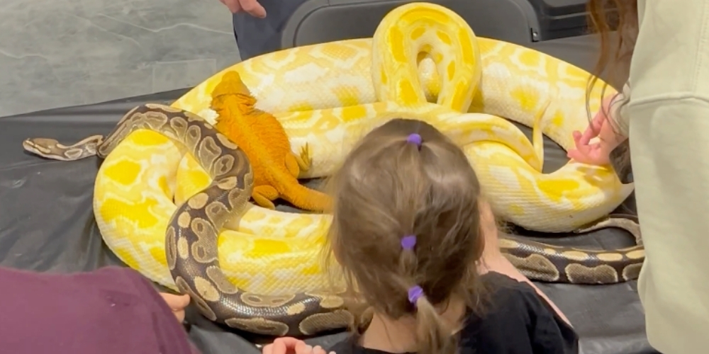 What appears to be a bright orange bearded dragon and a dark-patterned python rest on top of a massive coiled albino Burmese python on a table.