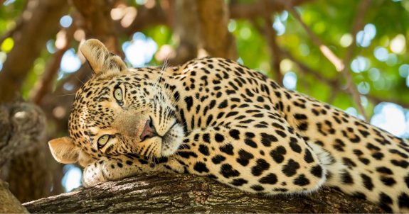 Victory! BC Passes Exotic Cat Ban