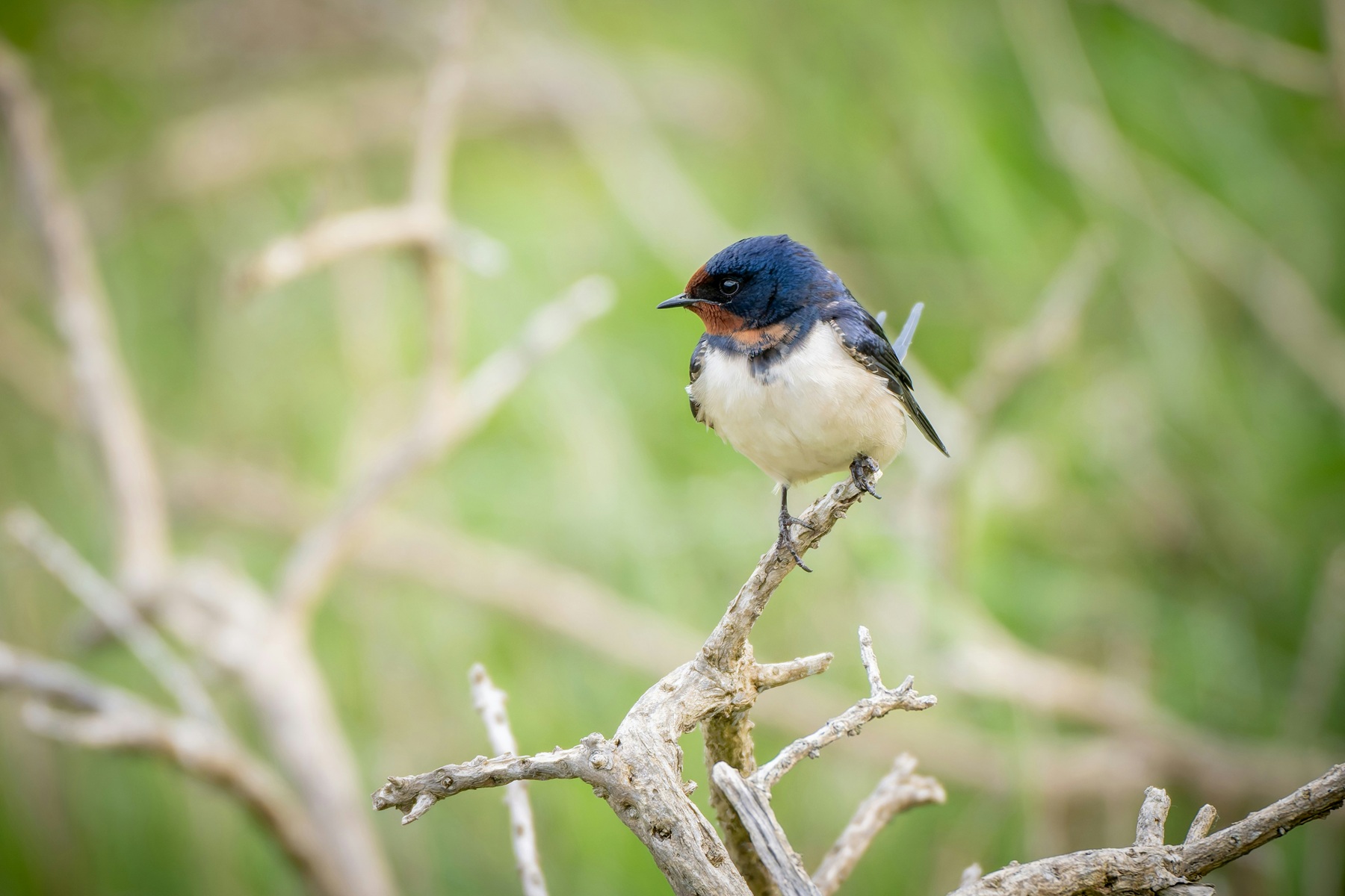 Barn Swallow in nature.