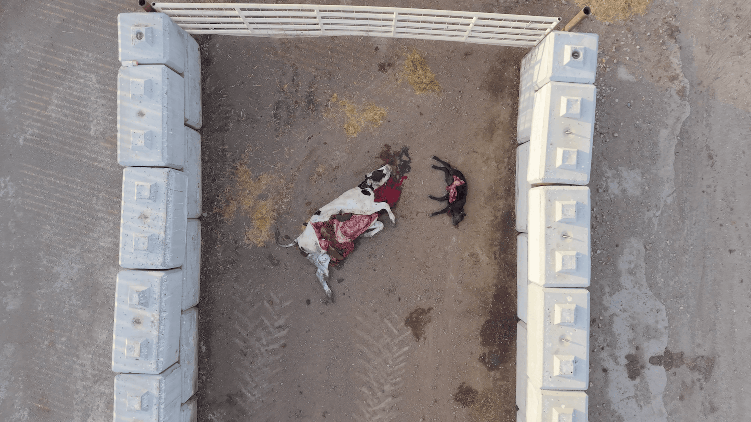 Dead cows in Alberta feedlot.