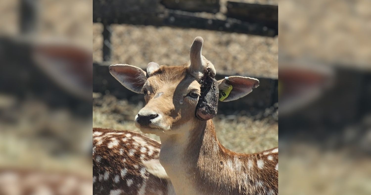A close-up, front-facing shot of a brown deer with white spots on their back. The deer has thick, velvet-covered antlers growing close to their head, showing some dark or damaged spots near the base. A yellow identification tag with the text "MLCO 083" is clipped to their left ear.