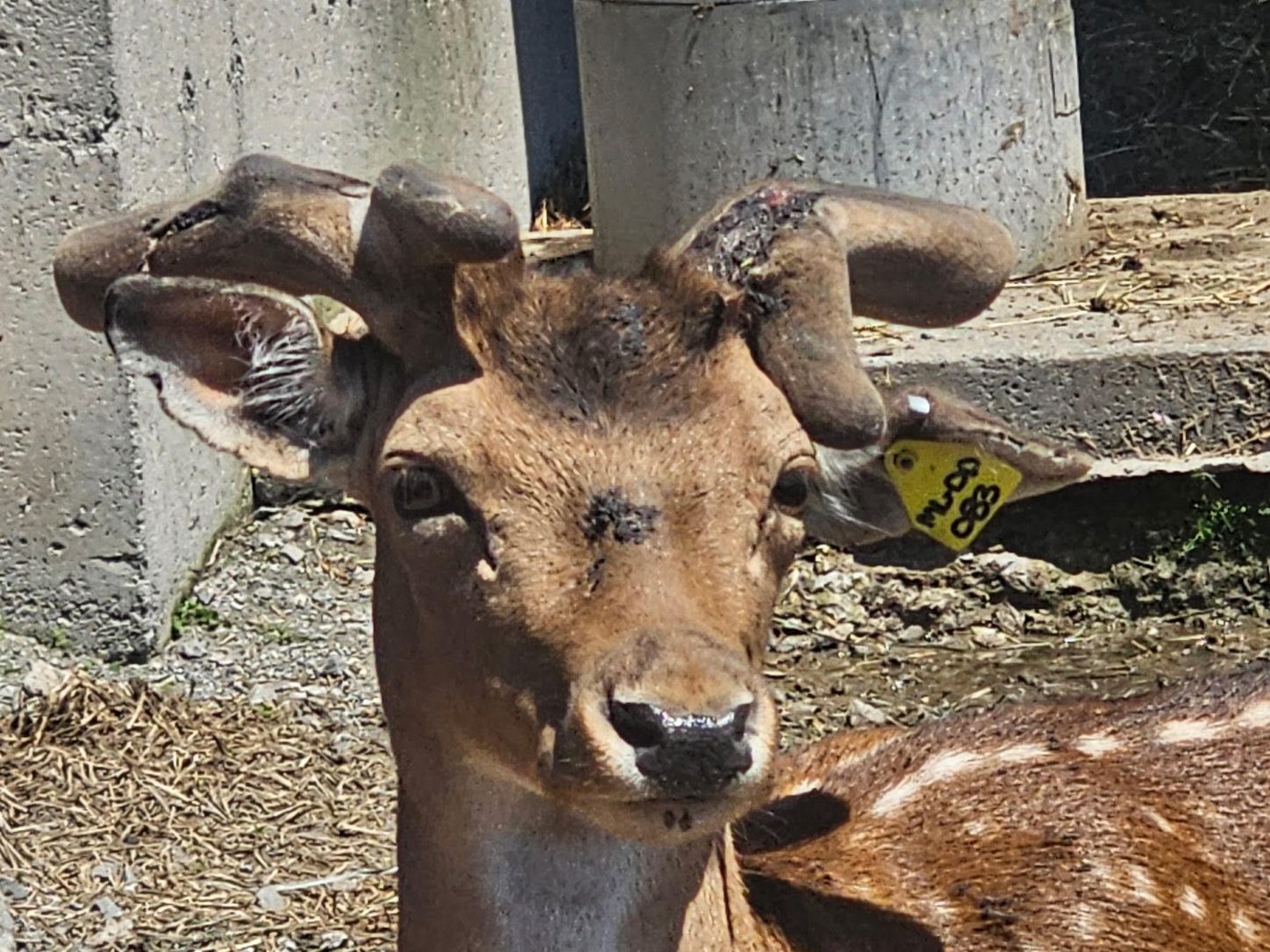 A close-up, front-facing shot of a brown deer with white spots on their back. The deer has thick, velvet-covered antlers growing close to their head, showing some dark or damaged spots near the base. A yellow identification tag with the text "MLCO 083" is clipped to their left ear.