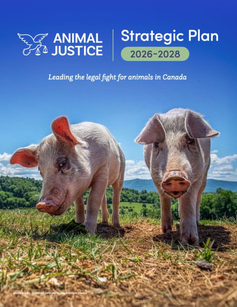 Cover of the Animal Justice Strategic Plan (2026–2028), subtitled "Leading the legal fight for animals in Canada." The image features two pigs standing in a grassy field under a bright blue sky with rolling green hills in the background.