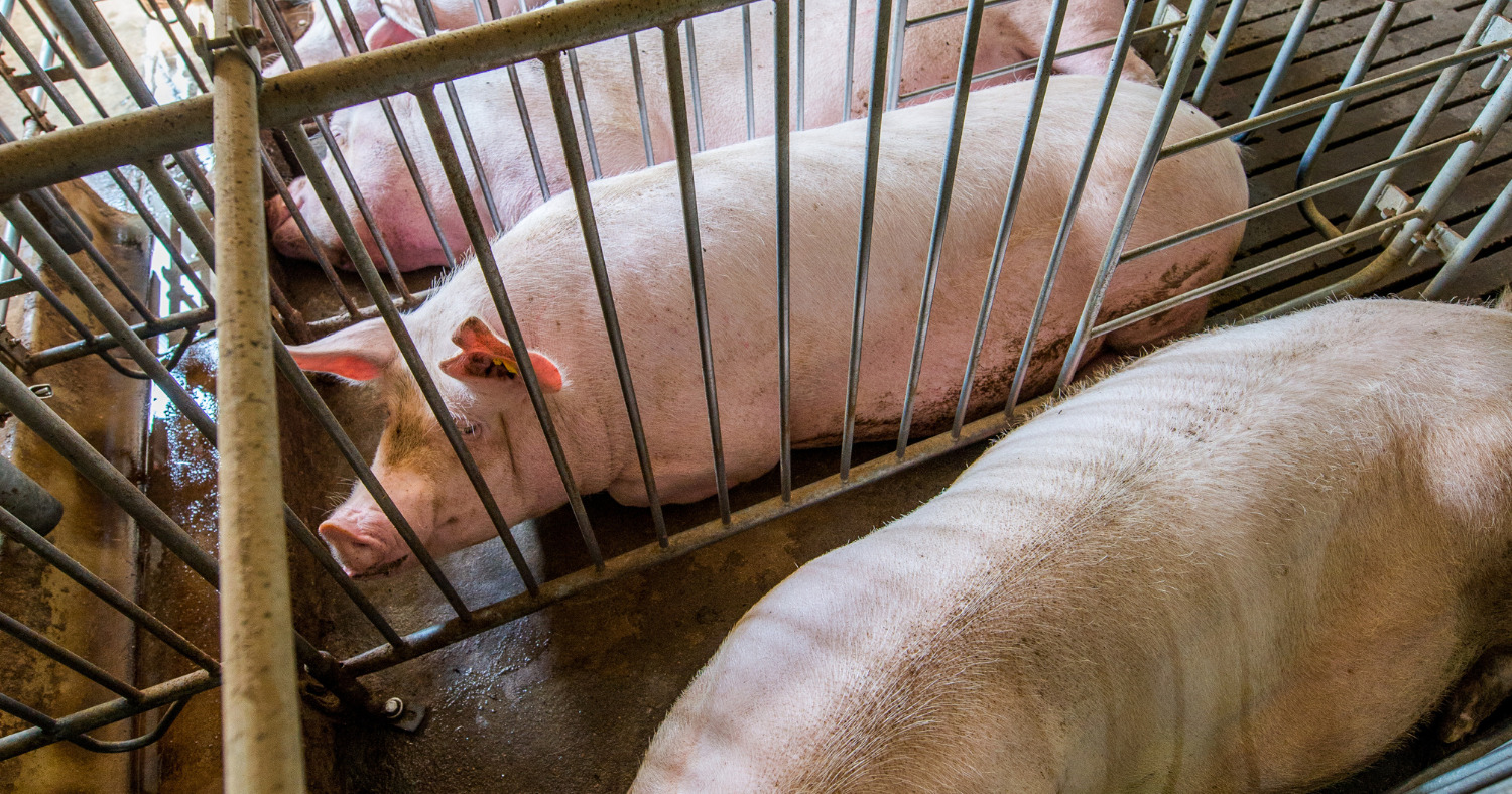 A high-angle shot inside an industrial farming facility showing several large, pink breeding sows confined within narrow metal gestation crates. The pigs are positioned closely side-by-side on a slatted concrete floor, with their movement severely restricted by the metal bars.