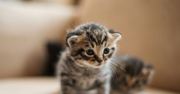 Disappointing: Canada’s Bill C-16 Won’t Stop Animal Crush Videos