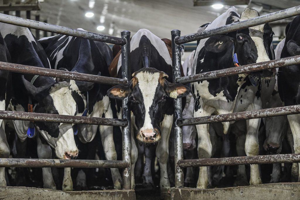 Dairy cows in filthy conditions, illustrating concerns raised by Ontario’s Ag Gag Law.