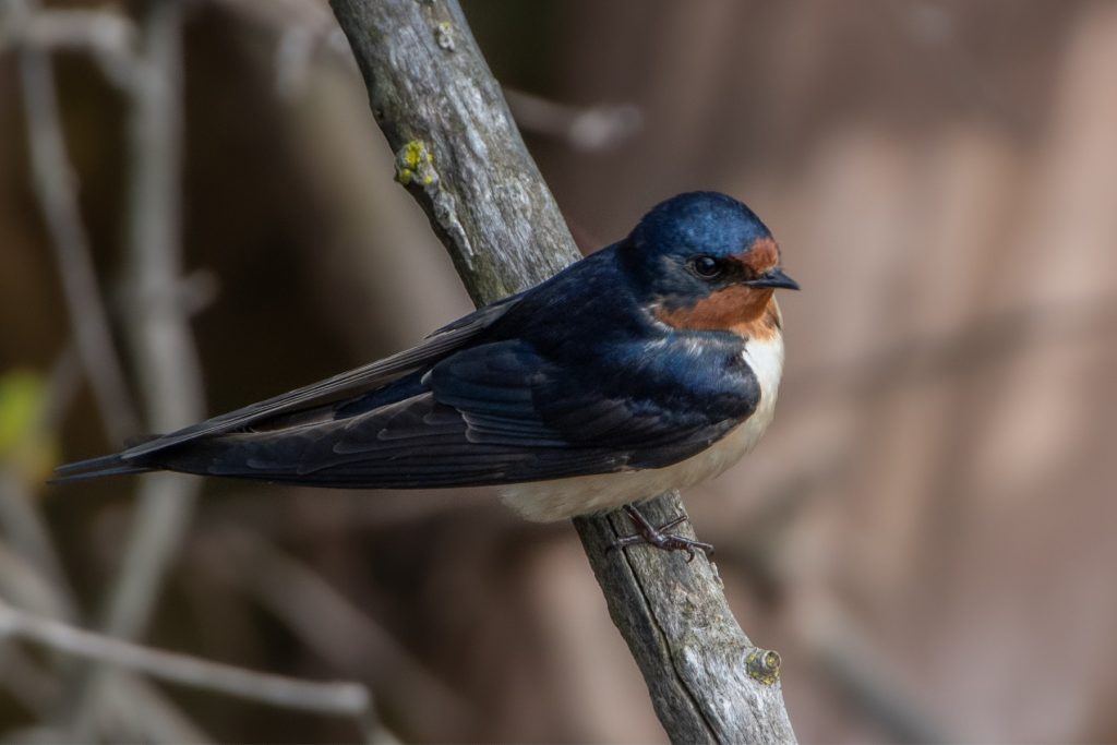 Barn swallow habitat is at risk from the Ontario Place redevelopment.