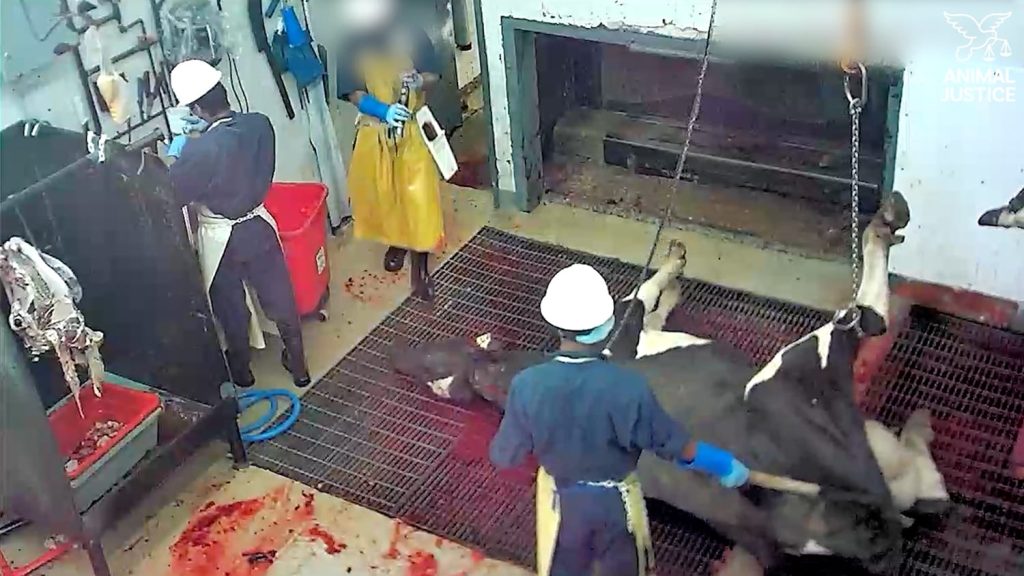 Cow in Canadian slaughterhouse.