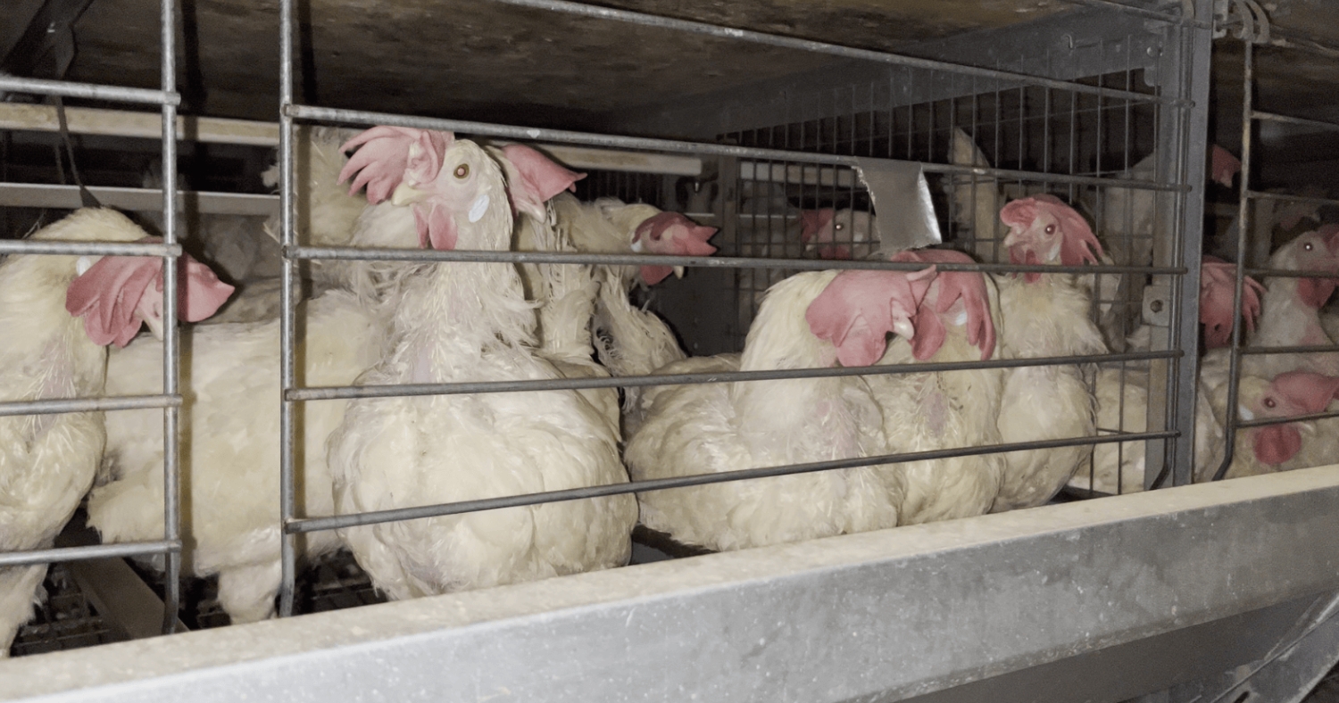 Hens in cages at Sobeys egg supplier
