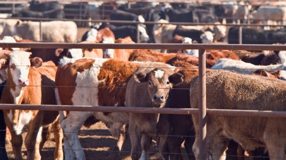 Canada’s Beef Industry Code of Practice Under Review (And Why It Fails Animals)