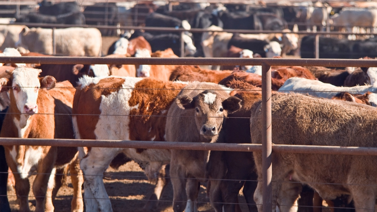 Cows in beef feedlot.