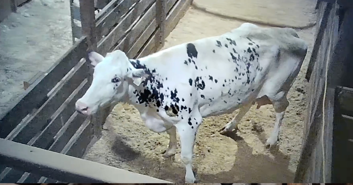Cow at Saint-Hyacinthe animal auction, exposed for animal abuse.