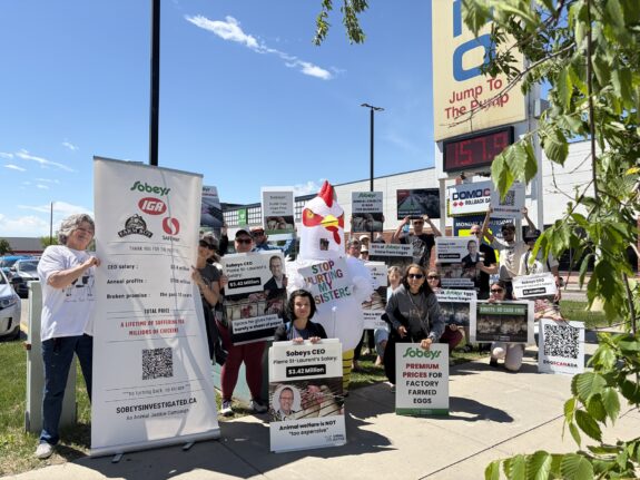 Sobeys Puts Profits Over Public Safety: Grocery Giant Refuses to Meet After Dangerous Calgary Protest Incident