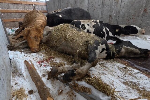 Dead, bloody carcasses on the grounds of animal auction in Saint-Hyacinthe, Quebec. Dead, bloody carcasses on the grounds of animal auction in Saint-Hyacinthe, Quebec.