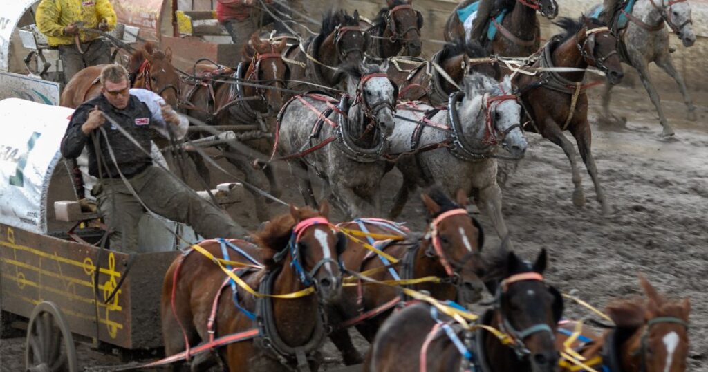 A male driver leaning back to steer his team of horses during a fast-paced, muddy chuckwagon race, with rival teams of horses running closely alongside on the wet track.