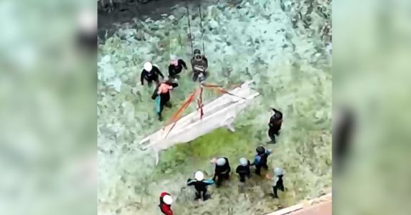 Marineland Belugas Shipped to US Aquariums Risk Cruel Captive Breeding