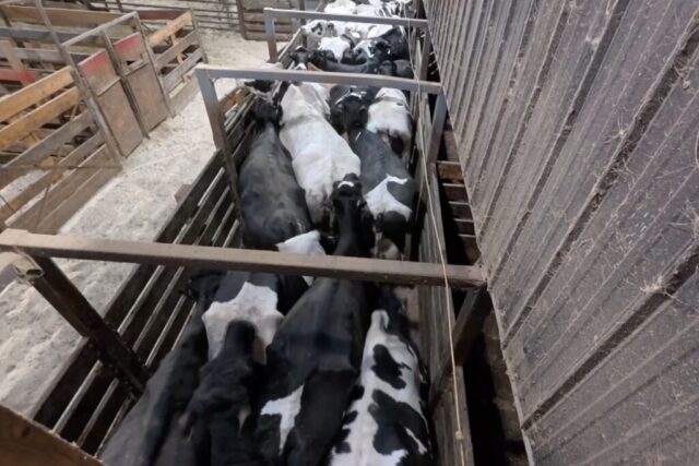 Cows crammed and overcrowded at animal auction in Saint-Hyacinthe, Quebec. Cows crammed and overcrowded at animal auction in Saint-Hyacinthe, Quebec.