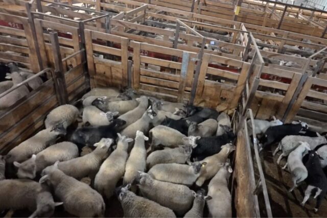 Sheep in crowded pen at animal auction in Saint-Hyacinthe, Quebec. Sheep in crowded pen at animal auction in Saint-Hyacinthe, Quebec.