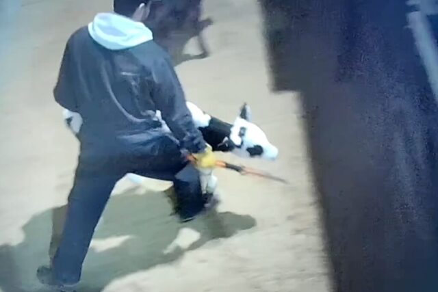 Calf hit with rod at animal auction in Saint-Hyacinthe, Quebec. Calf hit with rod at at an animal auction in Saint-Hyacinthe, Quebec.