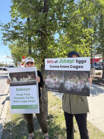 Demonstrators protest outside a Calgary Sobeys store over the company's continued sale of eggs from caged hens.