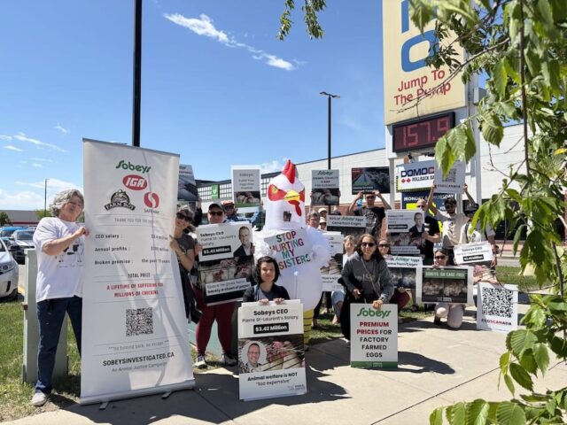 Demonstrators protest outside a Calgary Sobeys store over the company's continued sale of eggs from caged hens.