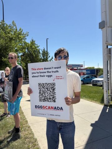 Demonstrators protest outside a Calgary Sobeys store over the company's continued sale of eggs from caged hens.