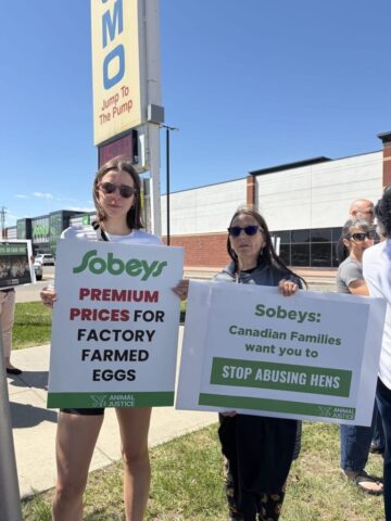 Demonstrators protest outside a Calgary Sobeys store over the company's continued sale of eggs from caged hens.