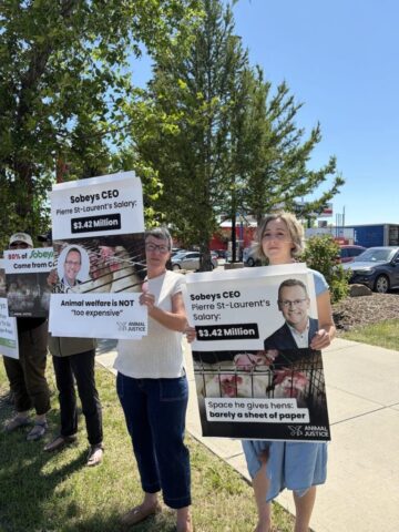 Demonstrators protest outside a Calgary Sobeys store over the company's continued sale of eggs from caged hens.