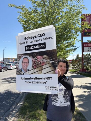 Demonstrators protest outside a Calgary Sobeys store over the company's continued sale of eggs from caged hens.