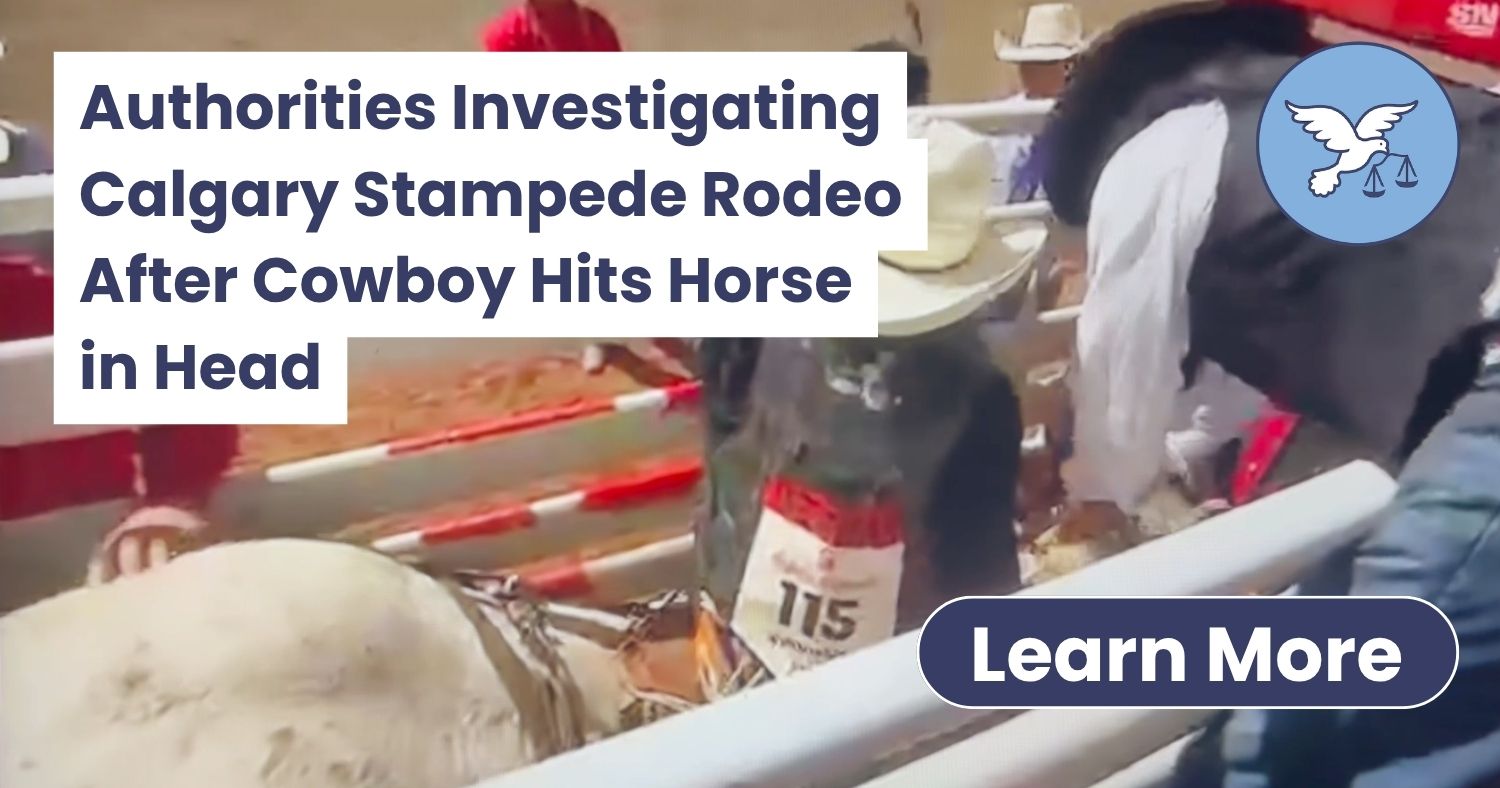 Rodeo event under scrutiny