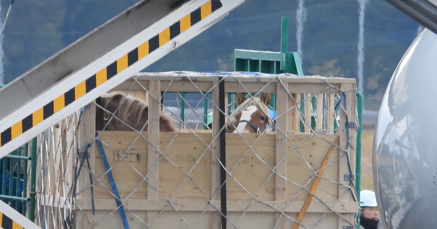 A close-up view of two horses confined in a wooden shipping crate made of planks and wire mesh. The crate is at an airport tarmac, situated between a metal ramp with yellow and black stripes and the side of a cargo aircraft, with a masked worker in the background.
