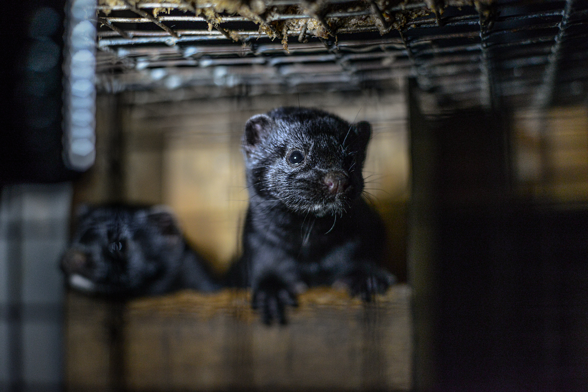 Mink at a Canadian fur farm