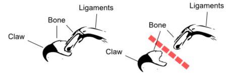 Diagram comparing an intact cat claw to a declawed digit. The left side shows a connected claw, bone, and ligaments. The right side shows a red dashed line passing through the bone, demonstrating amputation during declawing.
