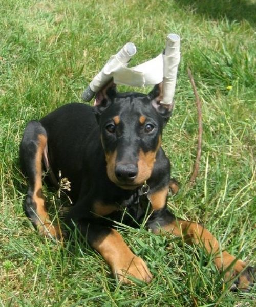 A young black and tan Doberman Pinscher puppy lying down on a sunny patch of grass, looking directly into the camera. Their cropped ears are taped to posts to 'train' them to stand upright.