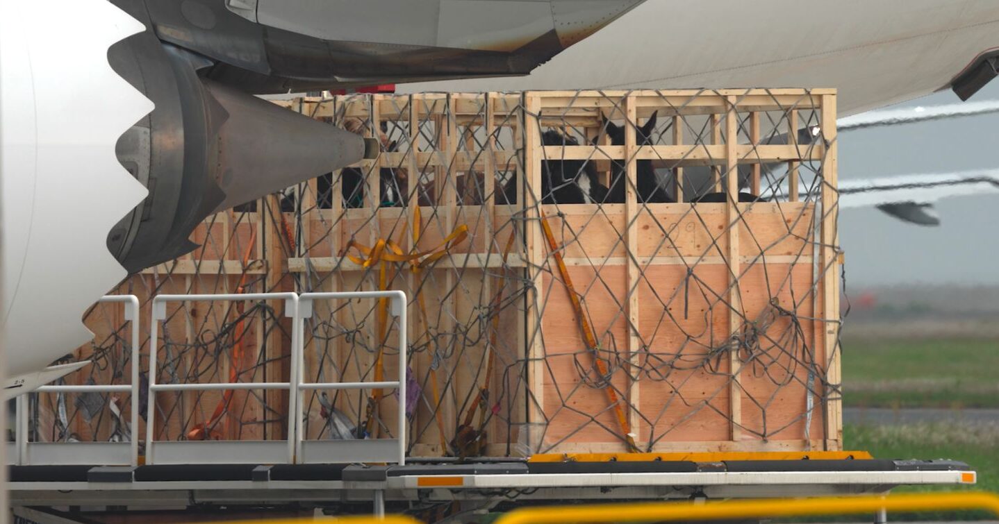 A side view of horses confined inside tall wooden transport crates wrapped with cargo netting and straps. The crates sit on an airport loader platform directly beneath the wing and jet engine of a commercial cargo aircraft.