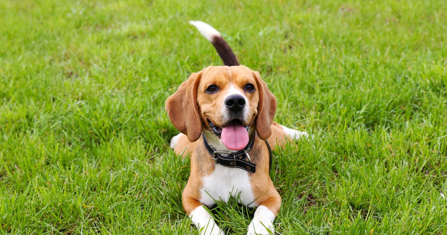 Beagle lying on grass.