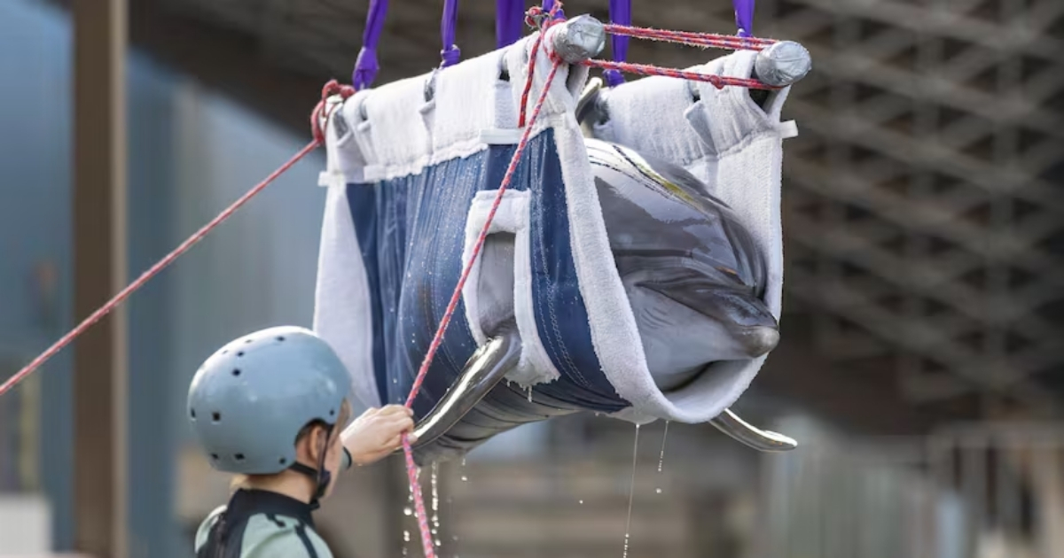 A Marineland dolphin is moved onto a transport truck to then be shipped to Spain