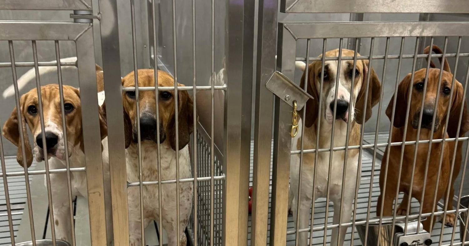 Dog in cages at St. Joseph's hospital lab in London, Ontario