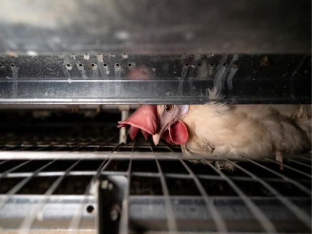 A laying hen timidly peeks through the gap in her bare cage where eggs are designed to fall onto the conveyor belt. She lives in an enriched battery cage at an egg farm.