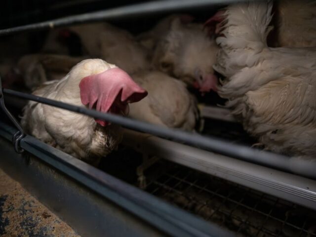 A lethargic laying hen droops her head as she quietly stands against the bars of an enriched battery cage at an egg production farm.