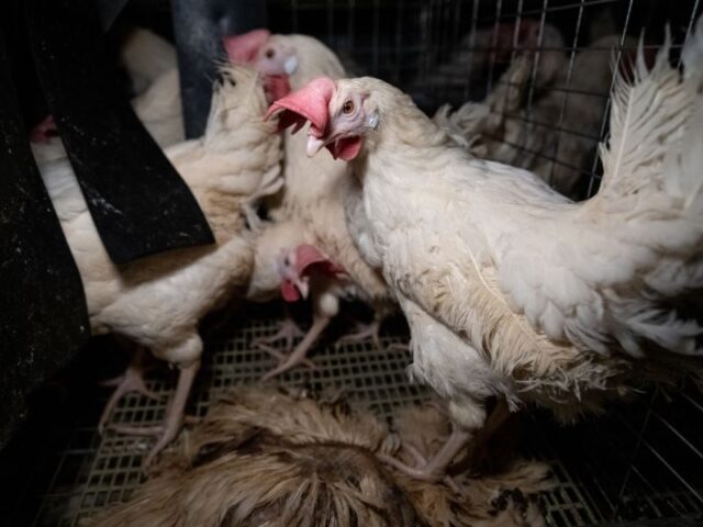 A pair of ragged laying hens cautiously inspect the body of their dead cage-mate on the floor of an enriched battery cage at an egg farm.